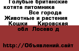 Голубые британские котята питомника Silvery Snow. - Все города Животные и растения » Кошки   . Кировская обл.,Лосево д.